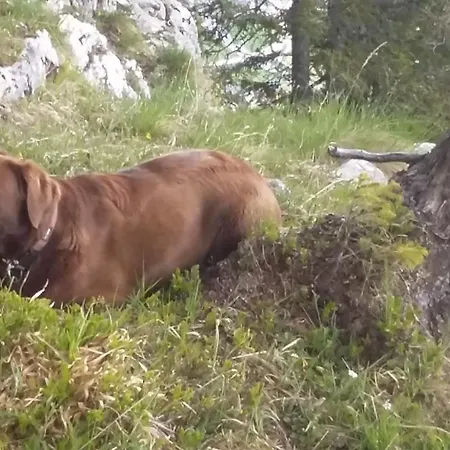 Strimitzer Appartement Tauplitz