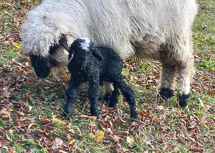 Appartement Strimitzer