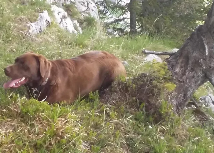 Strimitzer Appartement Tauplitz