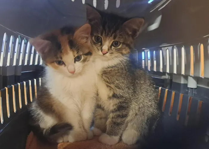 Appartement Strimitzer Tauplitz